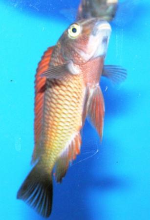 Tropheus moorii 'Kachese red'