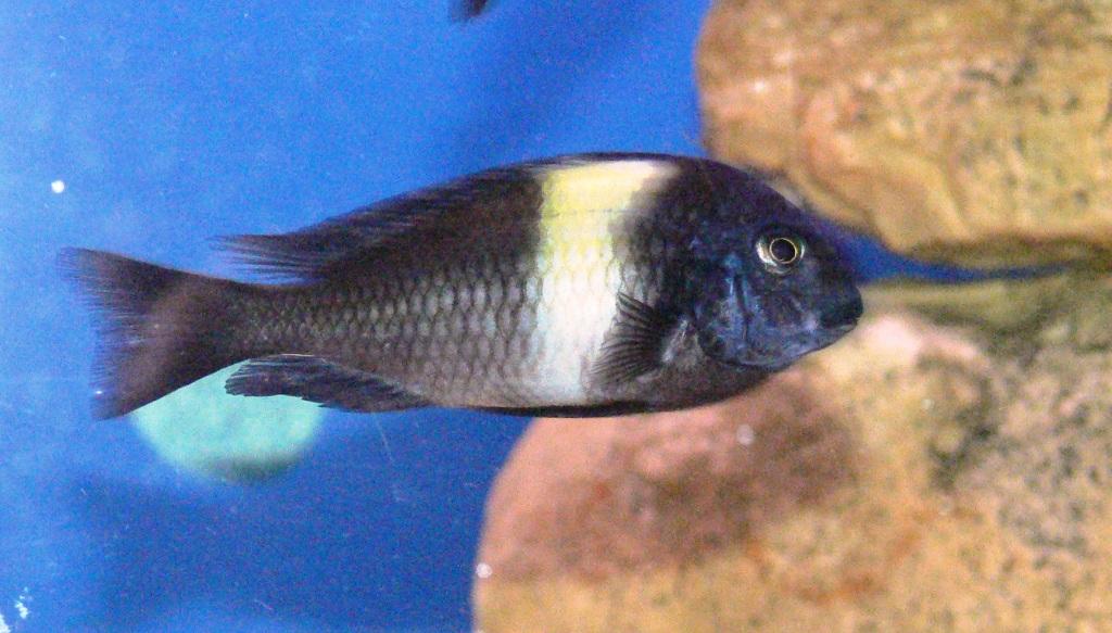 Tropheus duboisi 'Maswa'