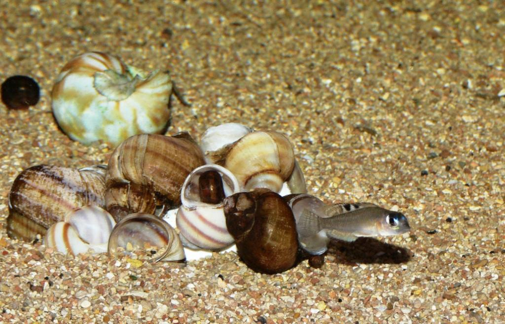 Neolamprologus kungweensis