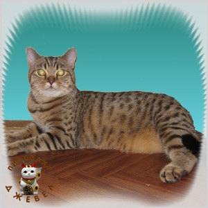 Cleopatra Smiling Tiger, BRI b 24