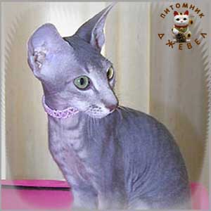 I.Ch. Evrika Aurum Ecscelsior, PBD a 21