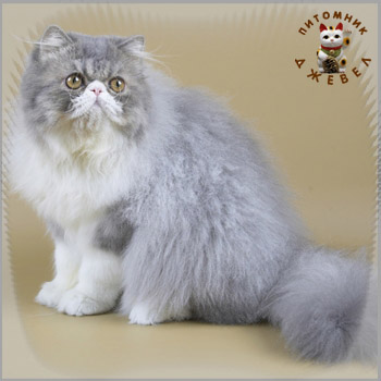 I.Ch. Toy Tricksy Jumbo of Jewel, PER a 03