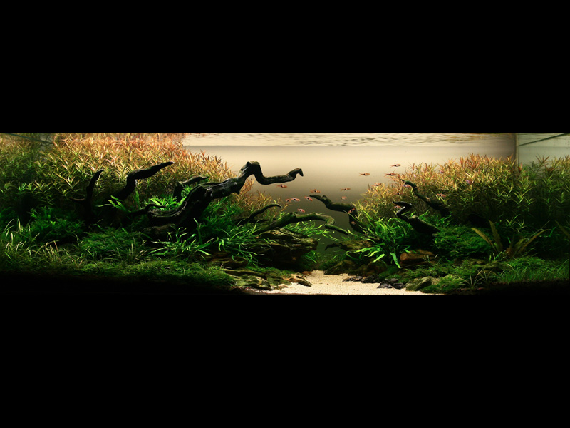   (Nature Aquarium). Takashi Amano ( )