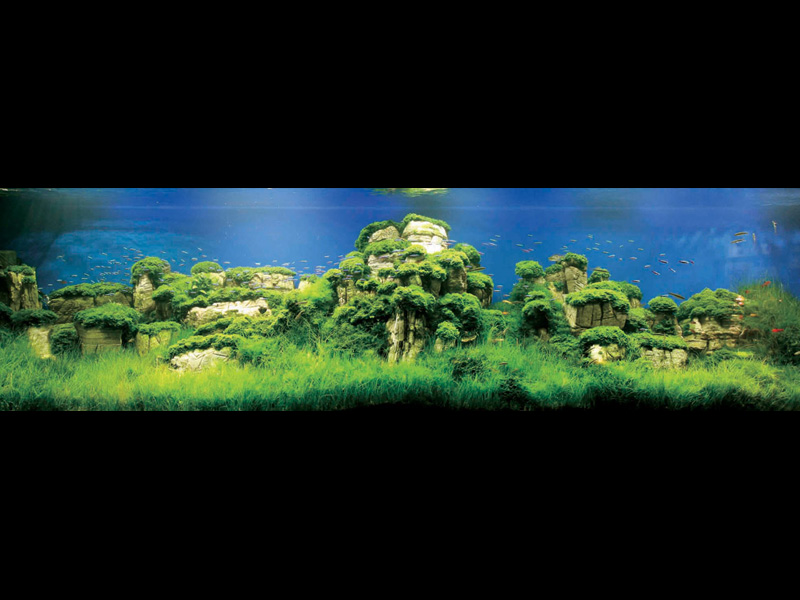   (Nature Aquarium). Takashi Amano ( )
