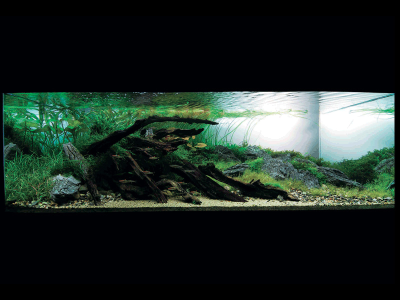   (Nature Aquarium). Takashi Amano ( )