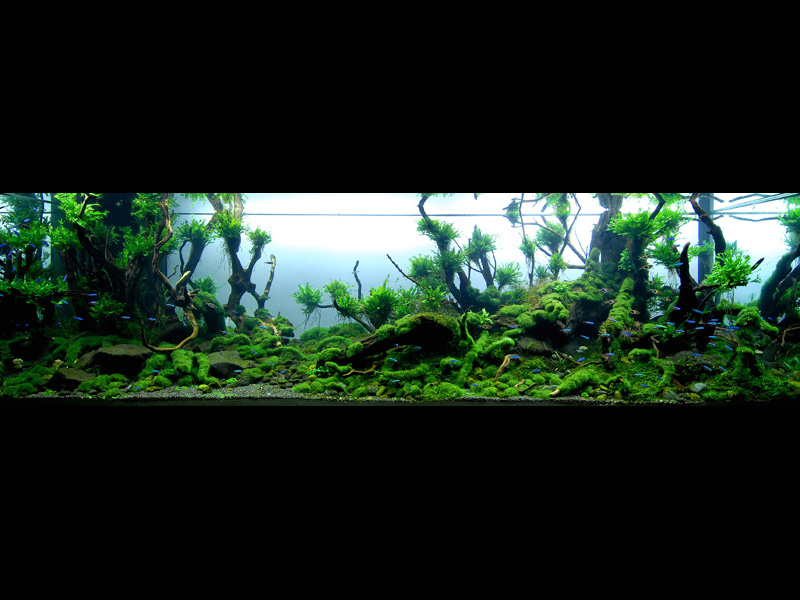   (Nature Aquarium). Takashi Amano ( )