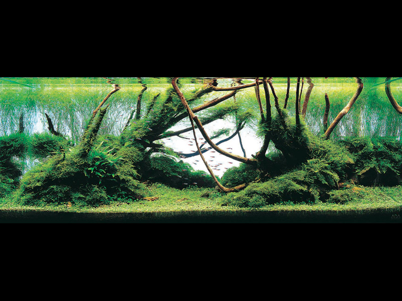   (Nature Aquarium). Takashi Amano ( )