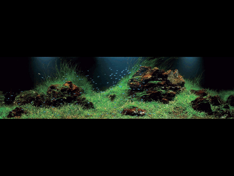   (Nature Aquarium). Takashi Amano ( )