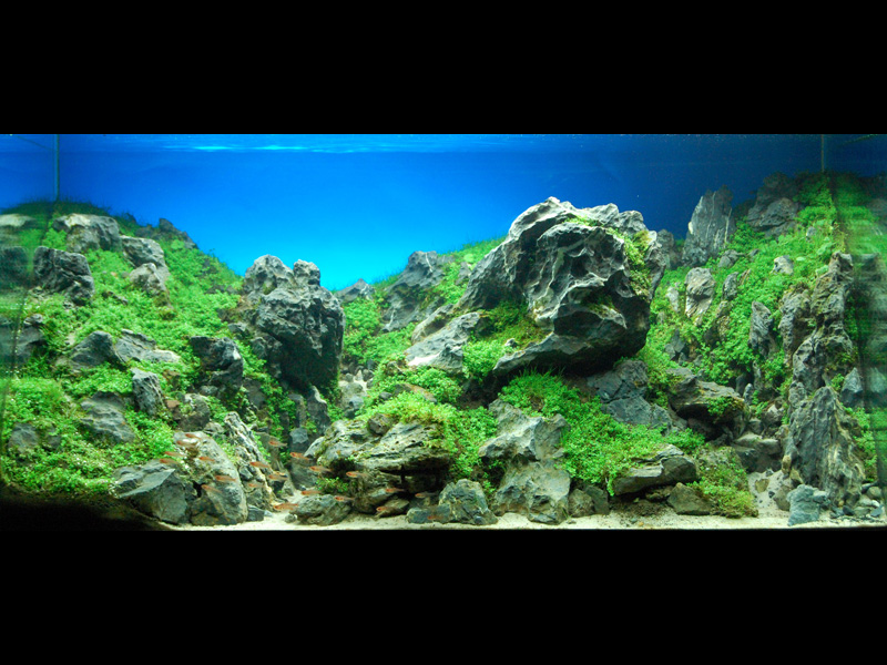   (Nature Aquarium). Takashi Amano ( )