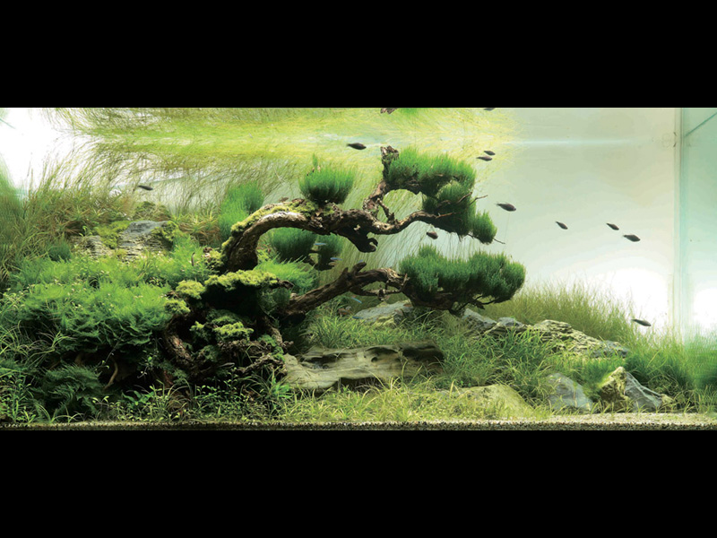   (Nature Aquarium). Takashi Amano ( )