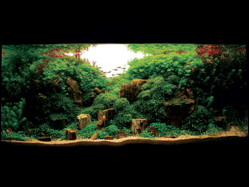   (Nature Aquarium). Takashi Amano ( )