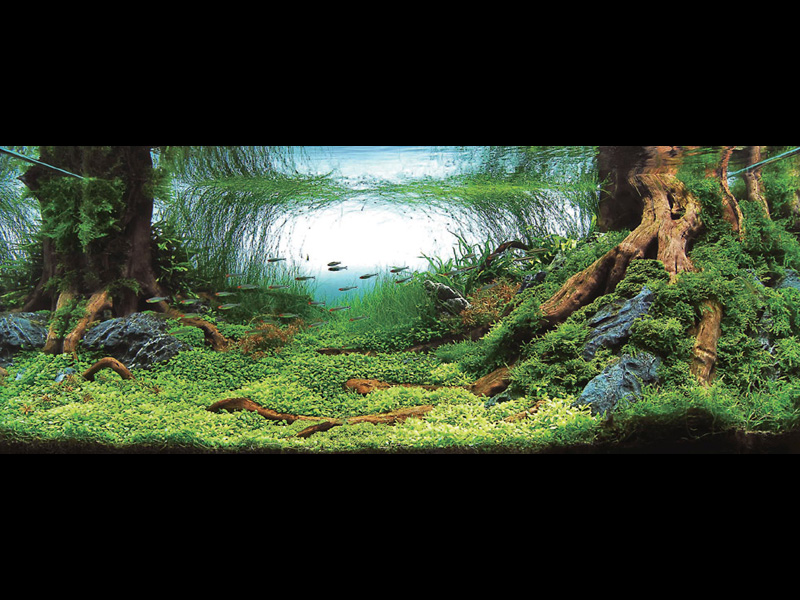   (Nature Aquarium). Takashi Amano ( )