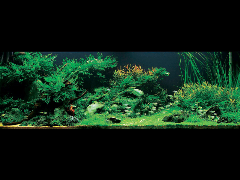   (Nature Aquarium). Takashi Amano ( )