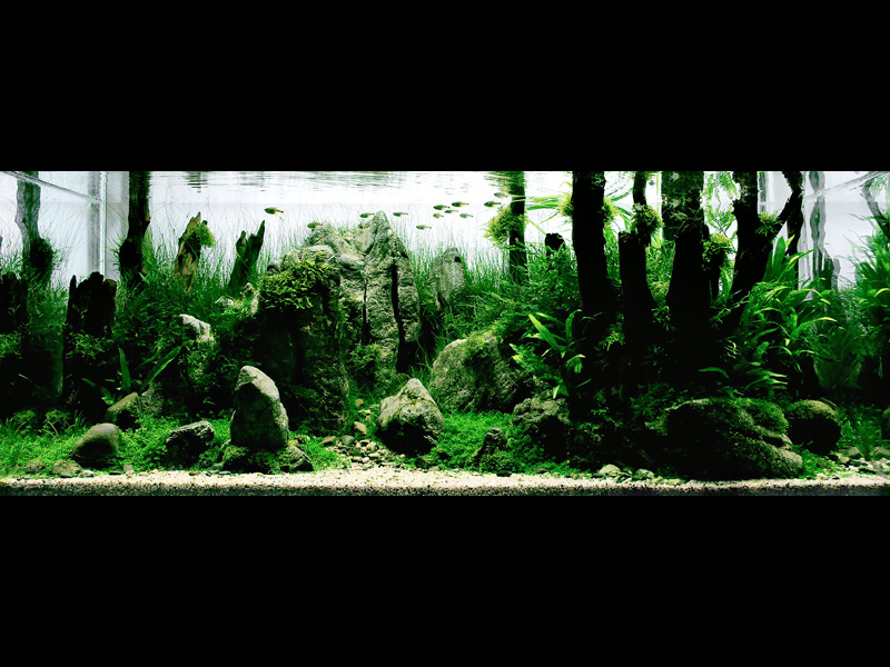   (Nature Aquarium). Takashi Amano ( )