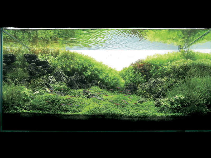   (Nature Aquarium). Takashi Amano ( )