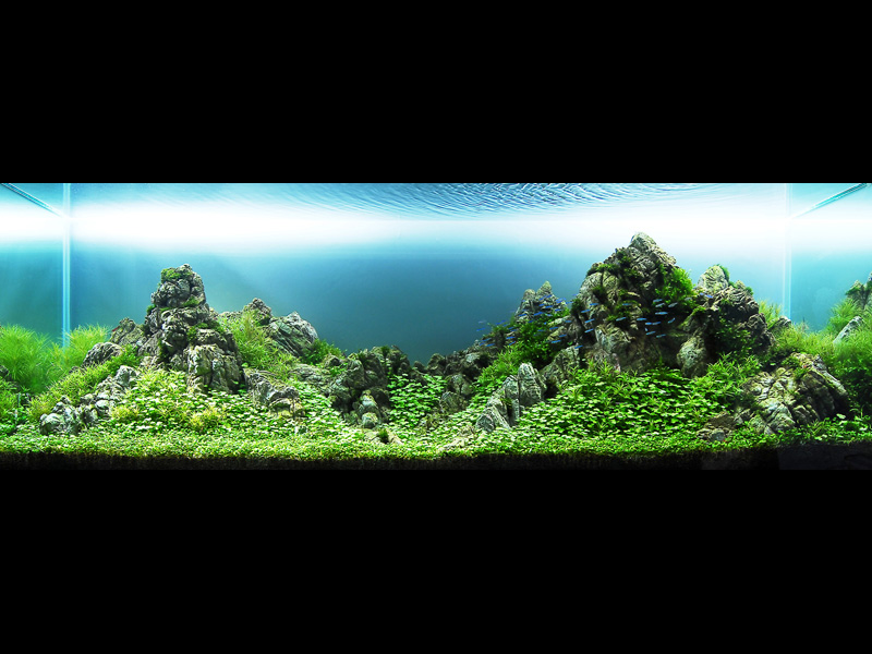   (Nature Aquarium). Takashi Amano ( )