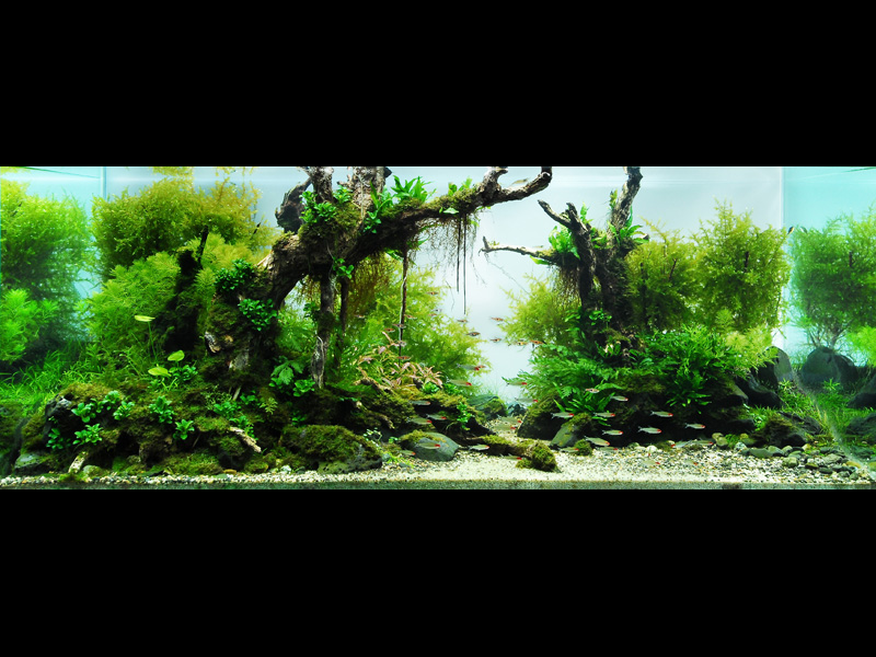   (Nature Aquarium). Takashi Amano ( )