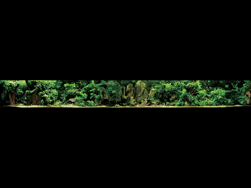   (Nature Aquarium). Takashi Amano ( )