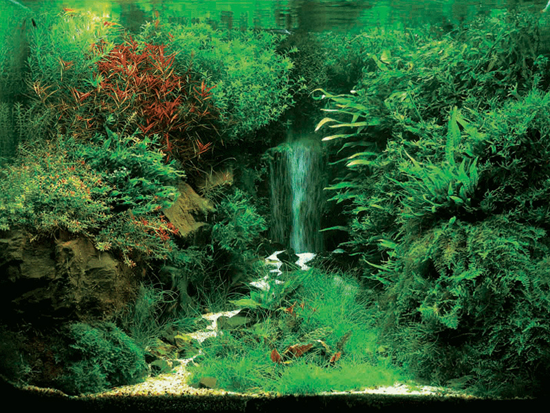   (Nature Aquarium). Takashi Amano ( )