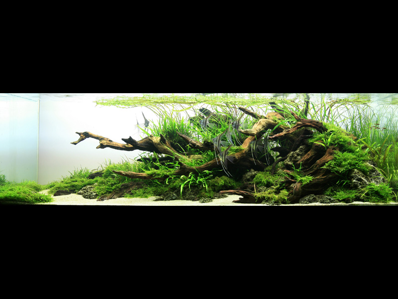   (Nature Aquarium). Takashi Amano ( )