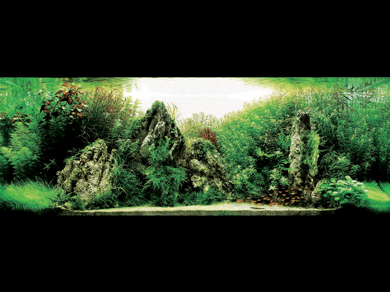   (Nature Aquarium). Takashi Amano ( )