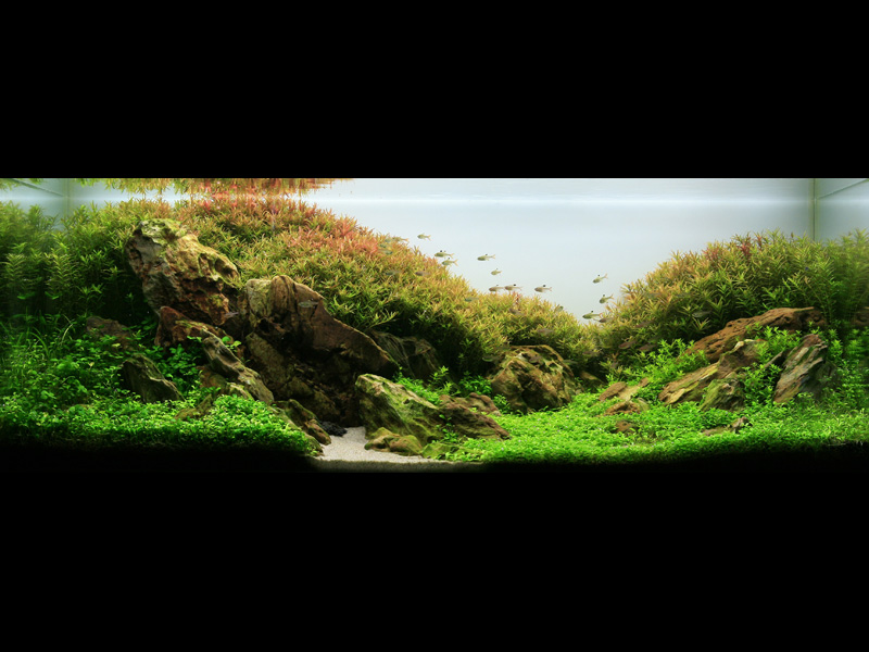   (Nature Aquarium). Takashi Amano ( )
