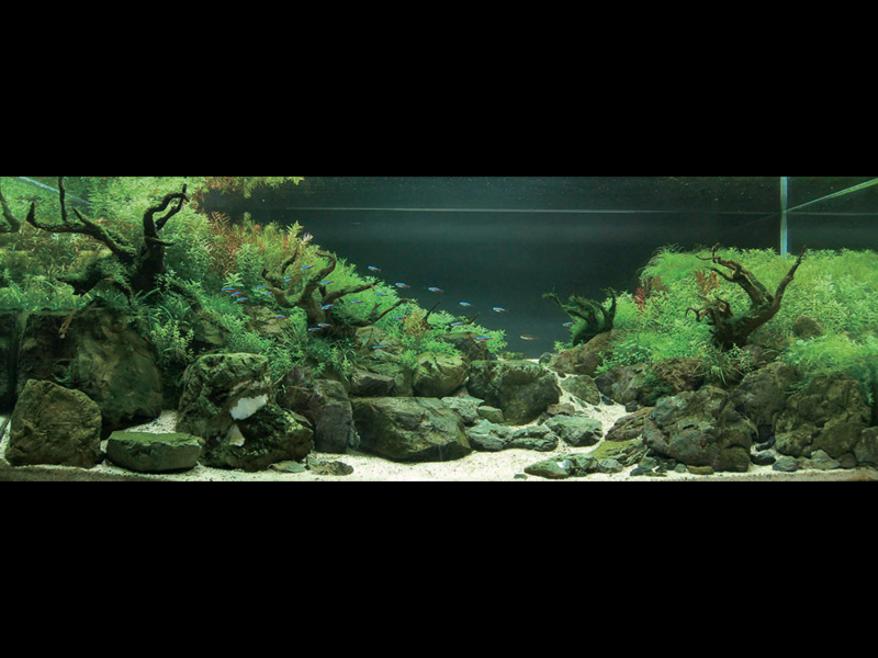   (Nature Aquarium). Takashi Amano ( )