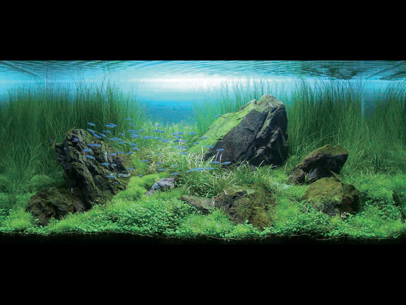   (Nature Aquarium). Takashi Amano ( )