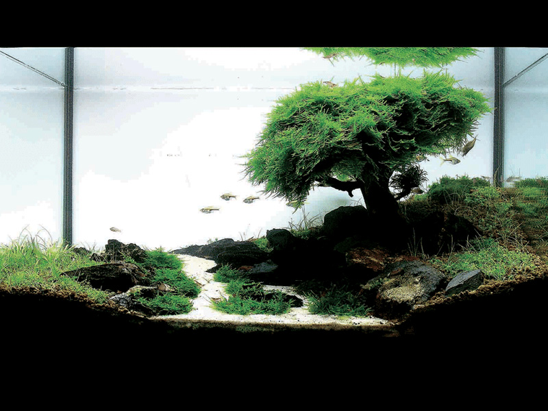   (Nature Aquarium). Takashi Amano ( )
