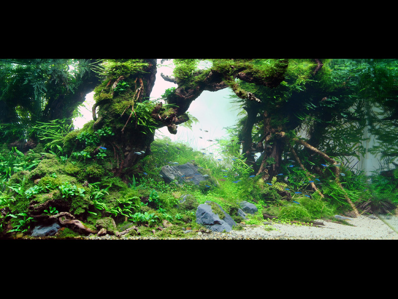   (Nature Aquarium). Takashi Amano ( )