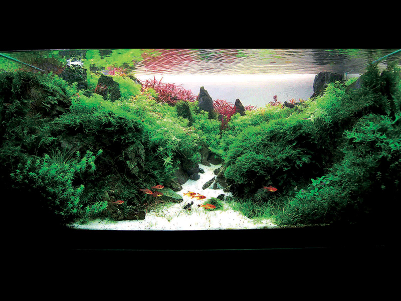   (Nature Aquarium). Takashi Amano ( )