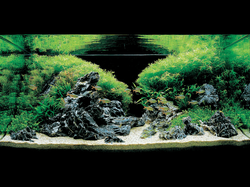   (Nature Aquarium). Takashi Amano ( )