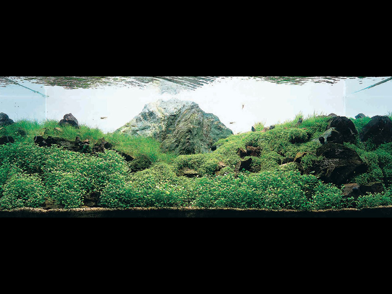   (Nature Aquarium). Takashi Amano ( )