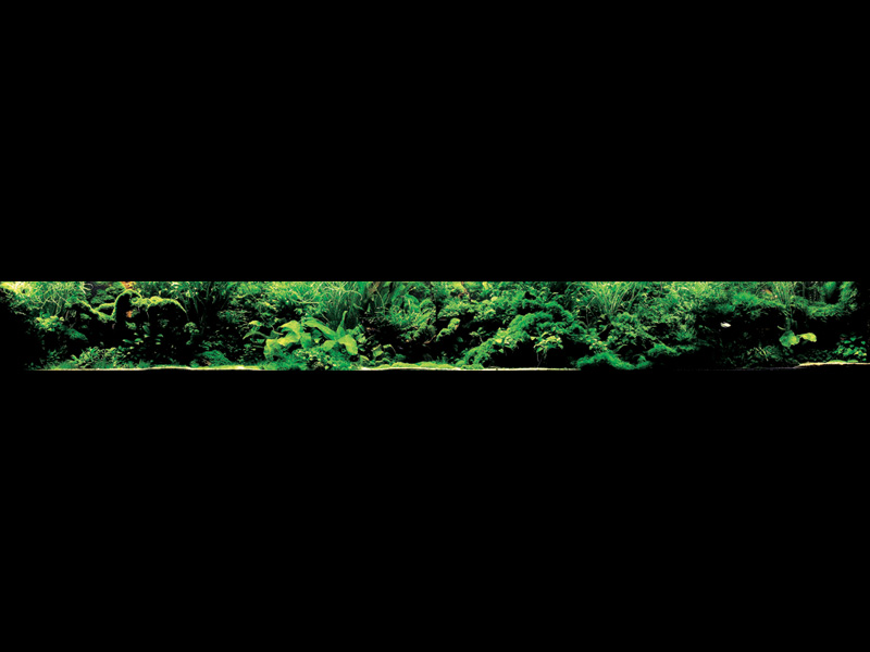   (Nature Aquarium). Takashi Amano ( )