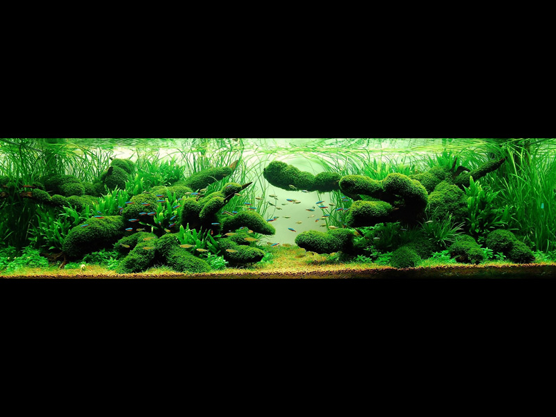   (Nature Aquarium). Takashi Amano ( )