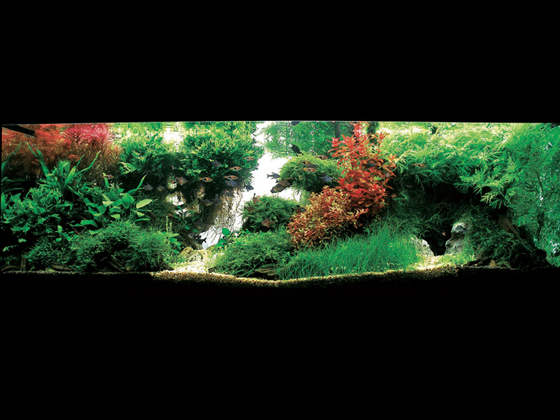   (Nature Aquarium). Takashi Amano ( )