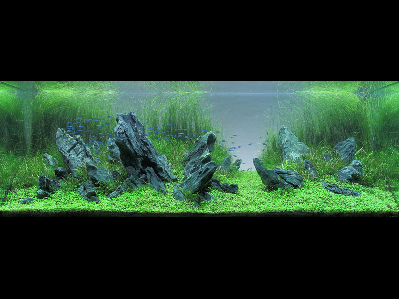   (Nature Aquarium). Takashi Amano ( )