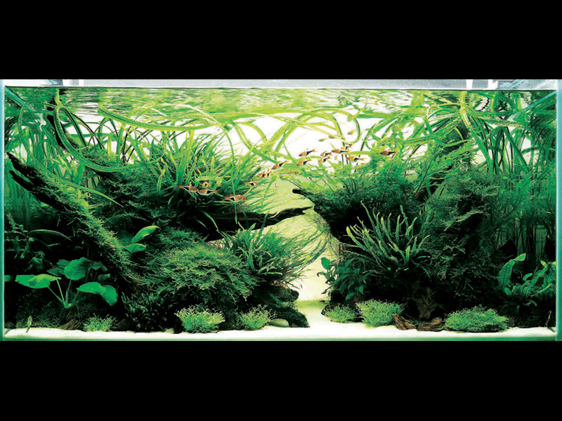   (Nature Aquarium). Takashi Amano ( )