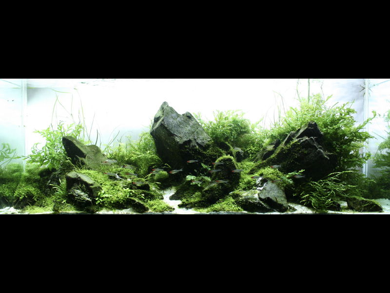   (Nature Aquarium). Takashi Amano ( )