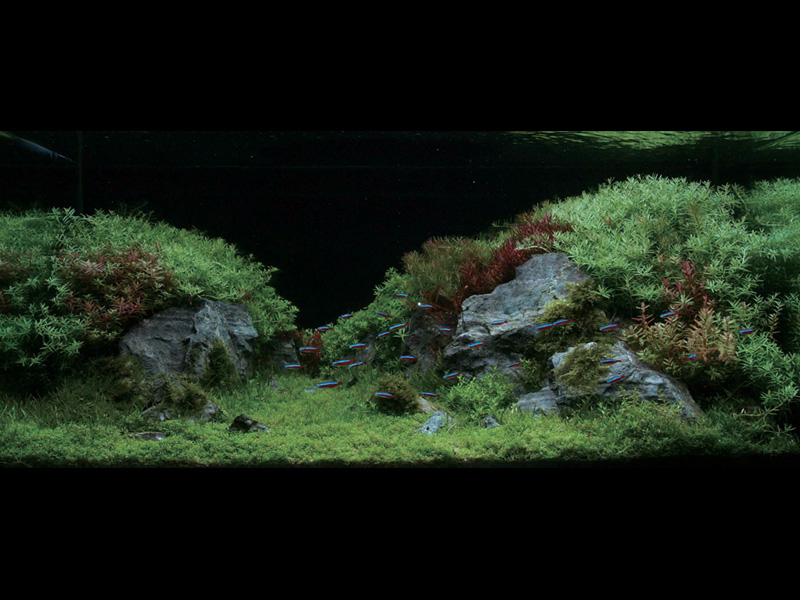   (Nature Aquarium). Takashi Amano ( )