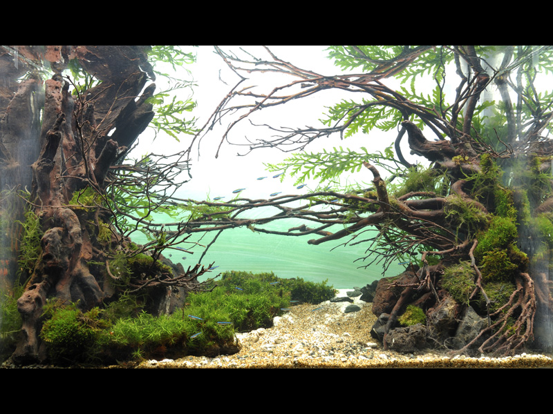   (Nature Aquarium). Takashi Amano ( )