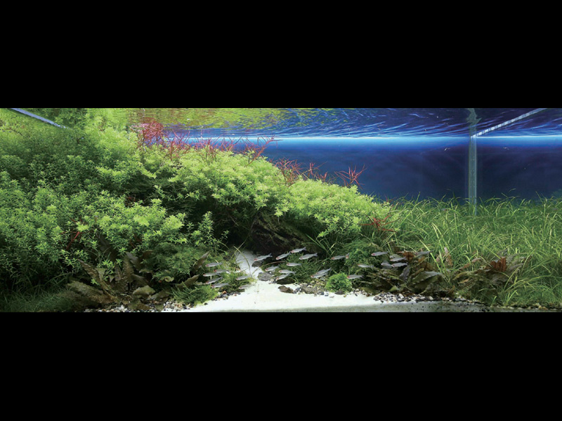   (Nature Aquarium). Takashi Amano ( )
