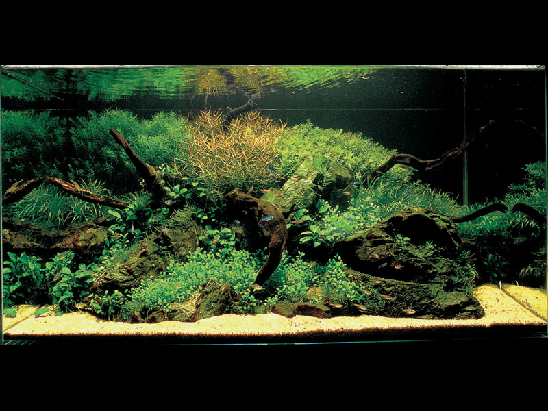   (Nature Aquarium). Takashi Amano ( )