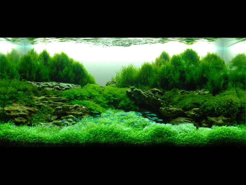   (Nature Aquarium). Takashi Amano ( )