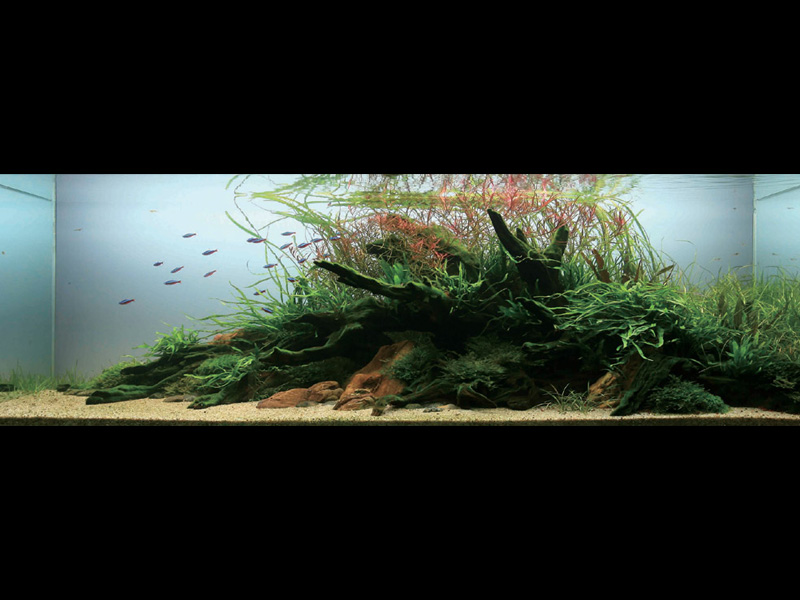   (Nature Aquarium). Takashi Amano ( )