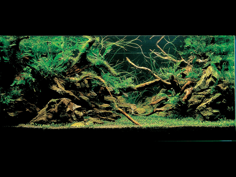   (Nature Aquarium). Takashi Amano ( )