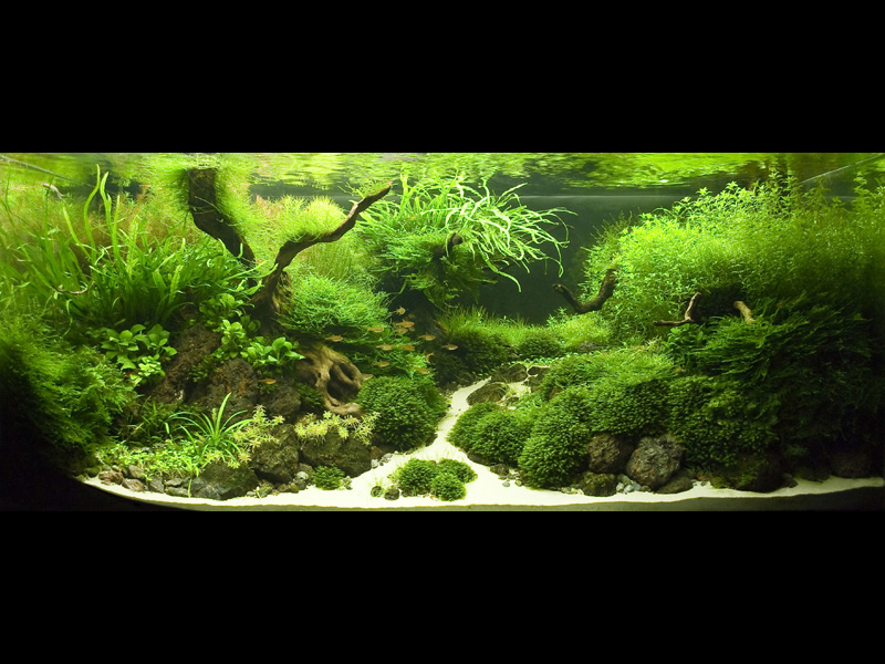   (Nature Aquarium). Takashi Amano ( )