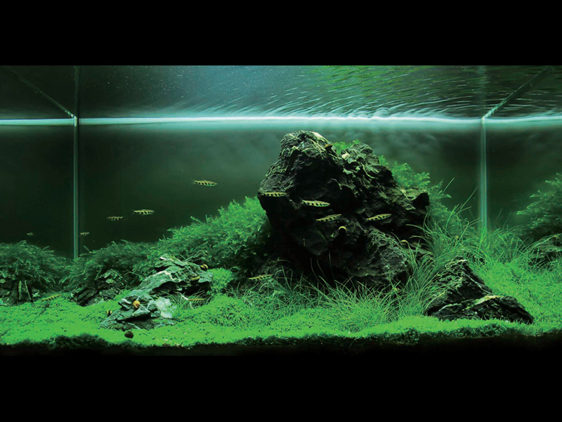   (Nature Aquarium). Takashi Amano ( )