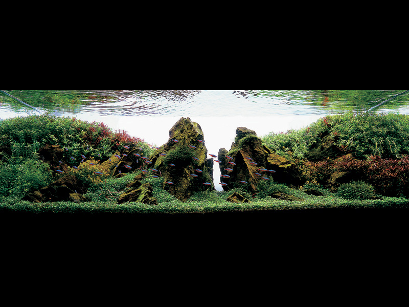   (Nature Aquarium). Takashi Amano ( )