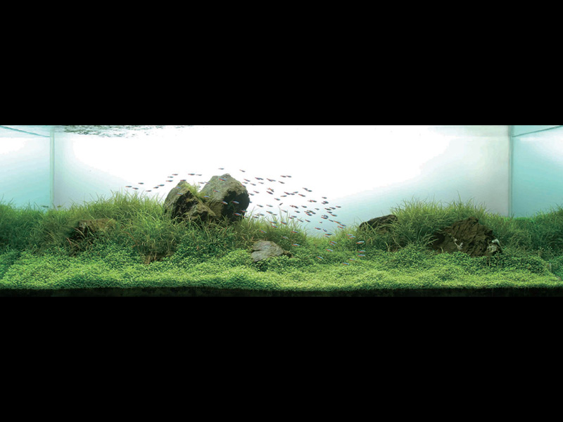  (Nature Aquarium). Takashi Amano ( )